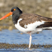 American Oystercatcher